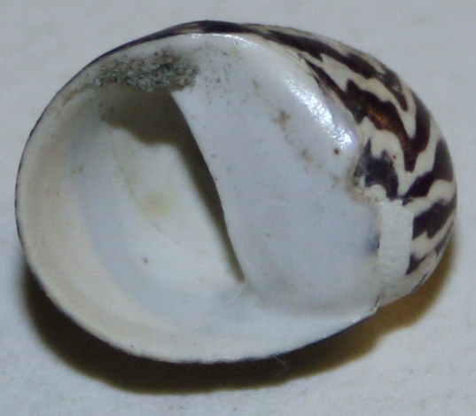 Theodoxus fluviatilis?